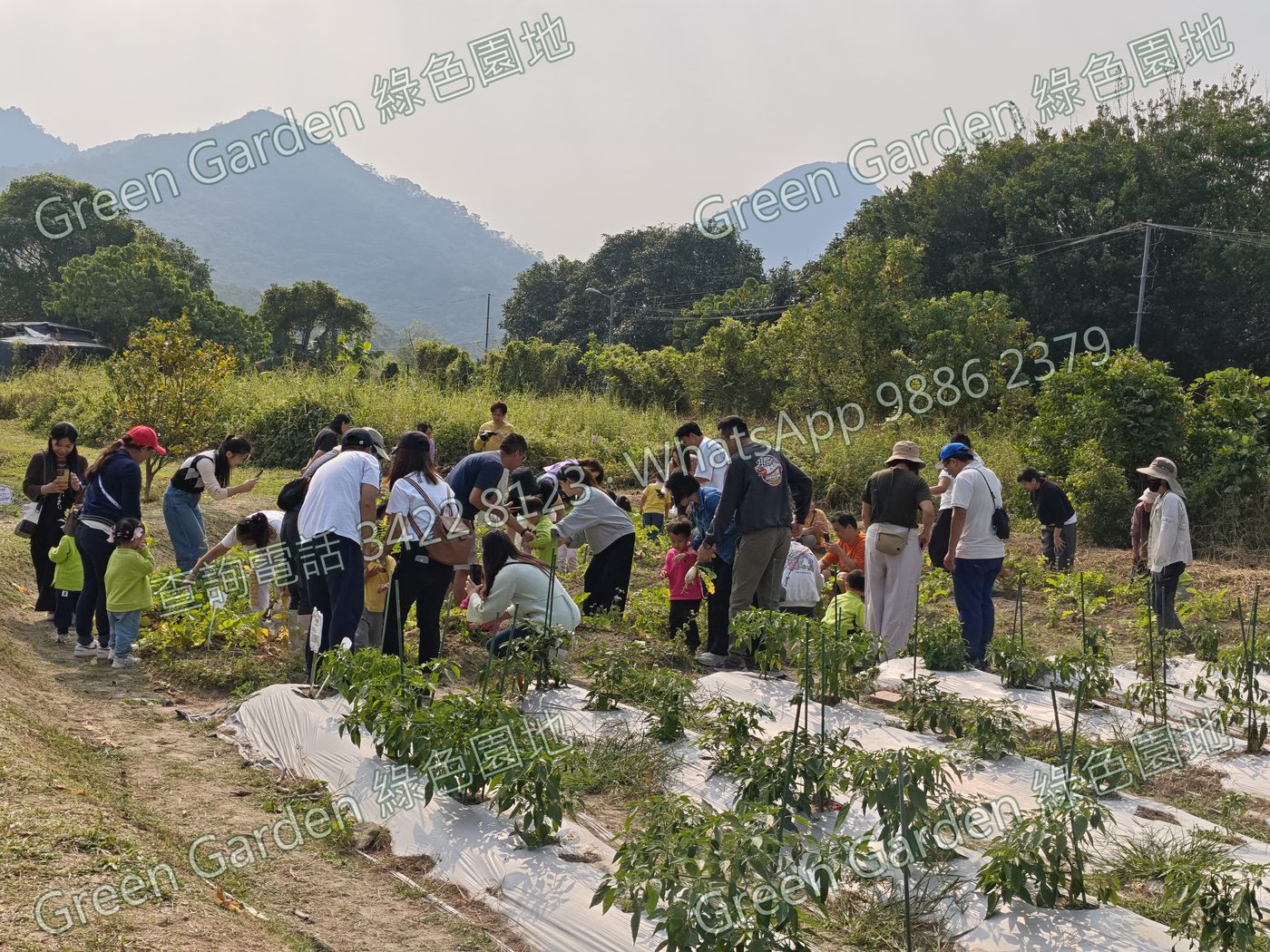 採收有機蔬果體驗